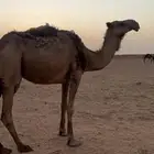 ناقه صفرا