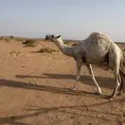 قعود للبيع
