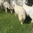 خرفان نظيفه جدا جدا