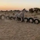 فرس للبيع
