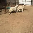 لللبيع غنم حيل