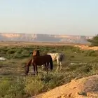 ايواء خيل