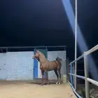 حصان واهو جبر ورفيع