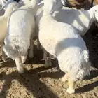 ذبايح طليان وتيوس وجفار