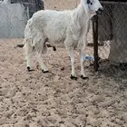 خروف حري