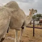 ضروبه عفرا