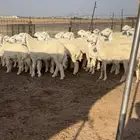 رخال صنف الصنف للبيع