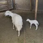 نعجه ثنيه
