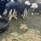 للبيع غنم