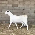 عنز بيشيه فاخره ماشالله تبارك الله