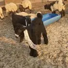 تيس مشروع فحل