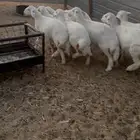 رخال كفو العمر 5شهور تم تم البيع