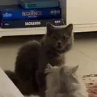 قطط