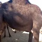 بكار نظاف للبيع