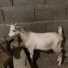 عنز عمرها 9شهور قزميه
