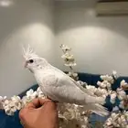 كروان اليف