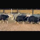 عرض بيع ثنوات وربعيات فاخره