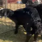 بهم نجد فاخر