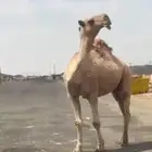 قعود. رباع. على   غرنوق منتج. موقع عفيف