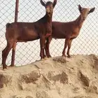 تيوس ماشاء الله