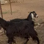 معزا