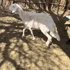 شاه دافع فحص سنار