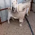 معزه سوريه مع ولدها علي فحل عارضي عمره 4 شهور شقاء