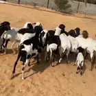 للبيع شياه برابر العدد 14