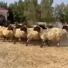 غنم نعيم صنف فاخره للبيع