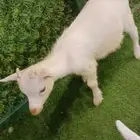 للبيع تيوس