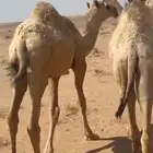 قعود للبيع العمر فوق 7 شهور