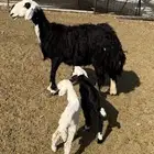 نجدية متاوم