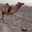 ناقه