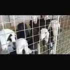 عرض نجد مواليد