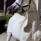 فحل واهو من العيار الثقيل معروف للبيع