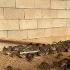 طيور سمان للصقور