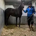 عربة نقل خيل دينا نقل خيل 6 روس تتجه لأي منطقه
