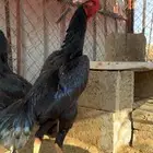 ديك سامو الماني