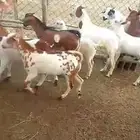تيوس للبيع