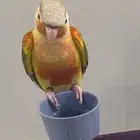 للبيع كنيور انناس