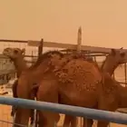 قعود للبيع