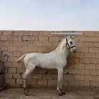 حصان شعبي شيخ