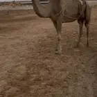 خلفه منيحه مسوح