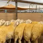 رخال جذعات تأسيس مراح ( تم البيع )