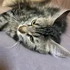 قطط مجانا