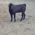 تيس ادهم صنف فحل فاخر