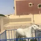 مشروع حري فاخر