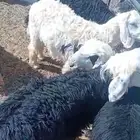 تيوس و طليان