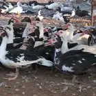 للبيع بط مسكوفي