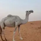 للبيع عشراء تحتها قعود